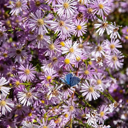 Rostagni1834: With 2 Apts And Pool In The Barolo Region Appartement